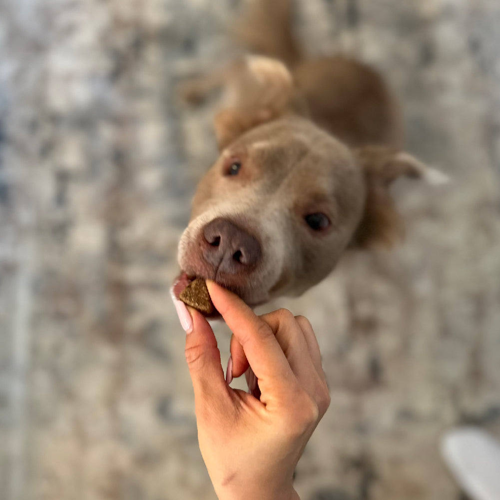 Allergy & Immune Chews (90 Chews)