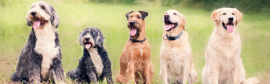 7 Pet Photography Tips for Spring- Capturing the Perfect Moment