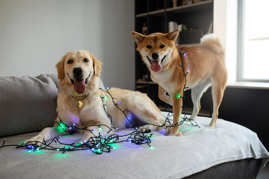 Guilt-Free Vacations: Planning a Pet-Friendly Getaway