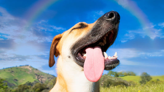 Canine Ice Cream Craze: Exploring America's Latest Obsession with Frozen Dog Treats