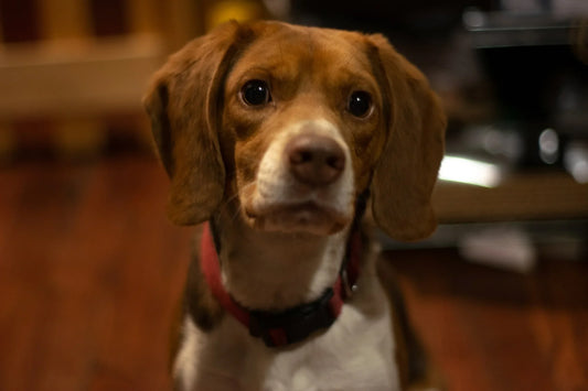 The Look Your Dog Gives You When They're Bored... (And How to Avoid It)
